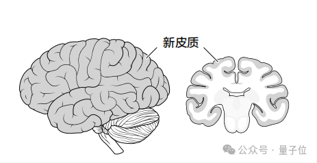 AI为啥不懂物理世界?李飞飞、杨立昆:缺个「世界模型」,得学大脑新皮质工作插图2 AI为啥不懂物理世界?李飞飞、杨立昆:缺个「世界模型」,得学大脑新皮质工作插图2